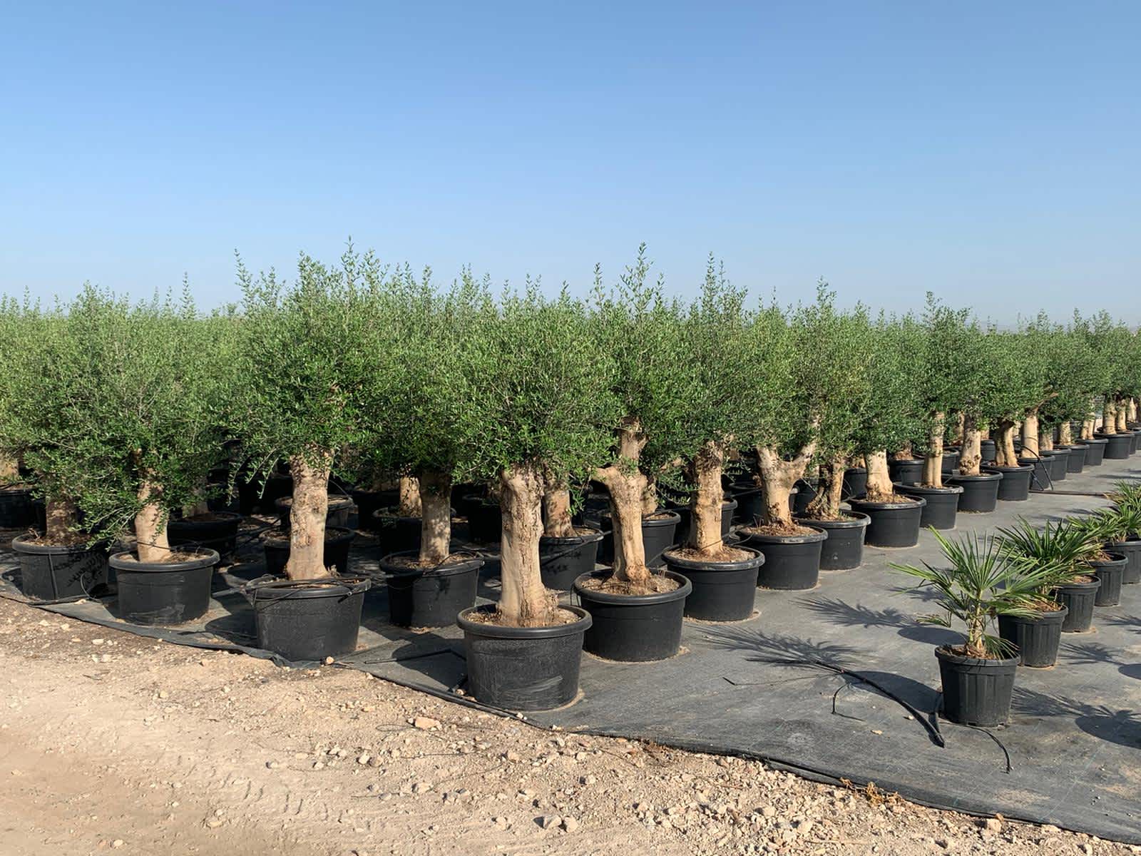 olea_europea_1_ffslvo